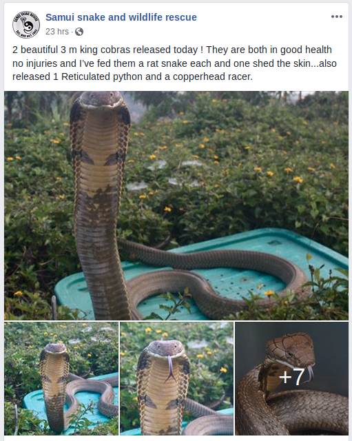 UDON THANI NEWS INFO FORUM DIRECTORY MAPS | SAMUI SNAKE AND WILDLIFE RESCUE