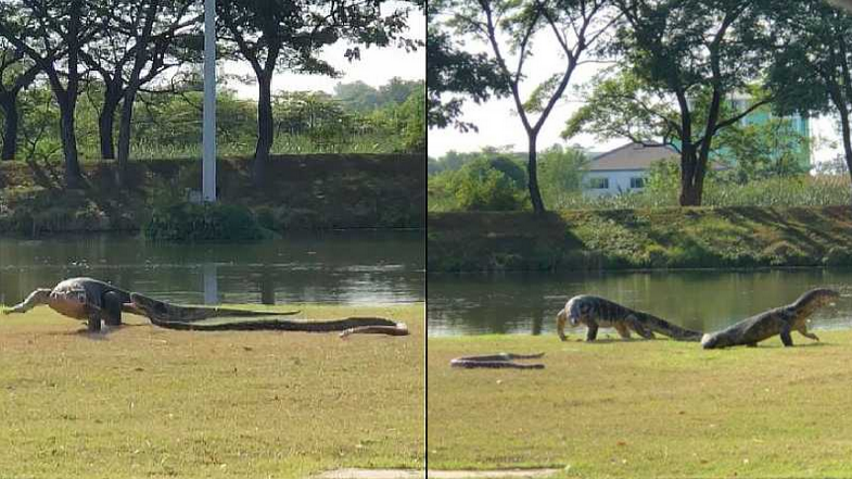 UDON THANI NEWS MONITOR LIZARD VS PYTHON MAHIDOL UNIVERSITY